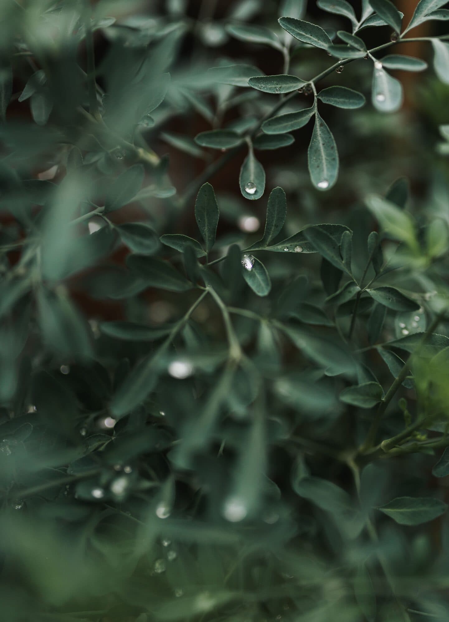 Atmospheric image representing Healing